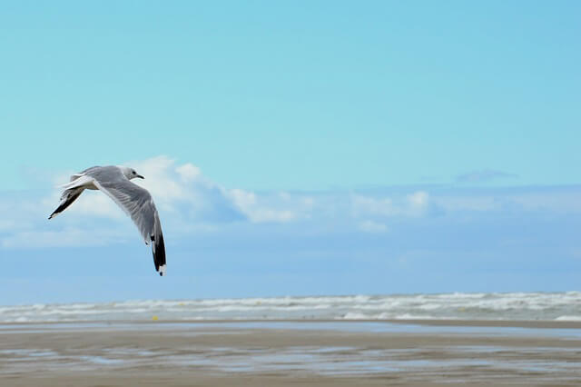 mer-plage-berck-baie-d-authie